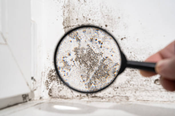 Piedmont, CA Mold Inspection, Removal & Remediation Company